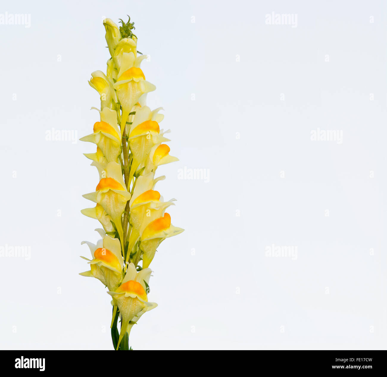 Beurre-oeufs-et gros plan de fleurs sauvages sur un fond blanc. Banque D'Images