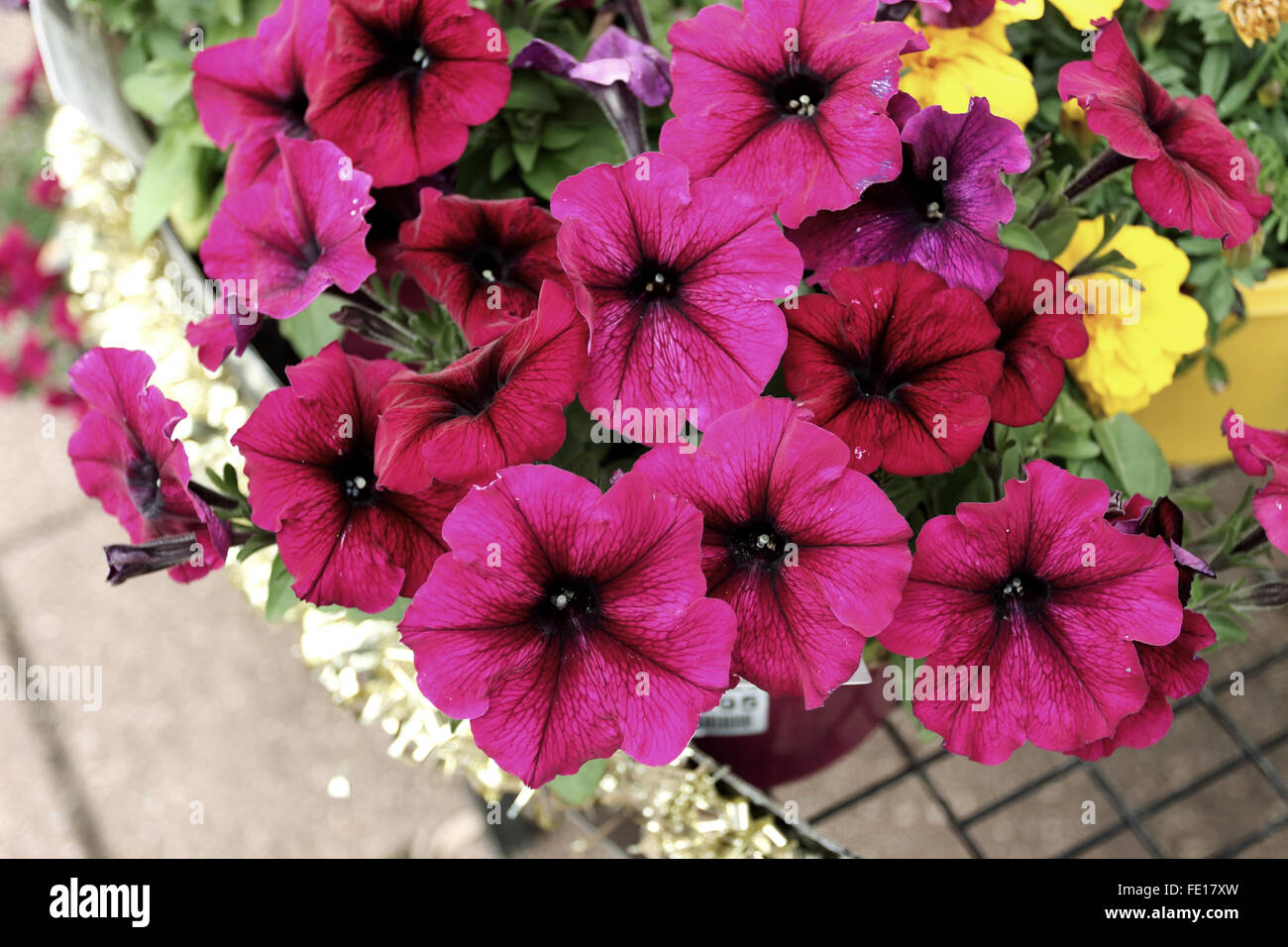 Petunia x hybrida ou connu sous le nom de Deep Purple ou de l'onde de choc propage le pétunia Banque D'Images