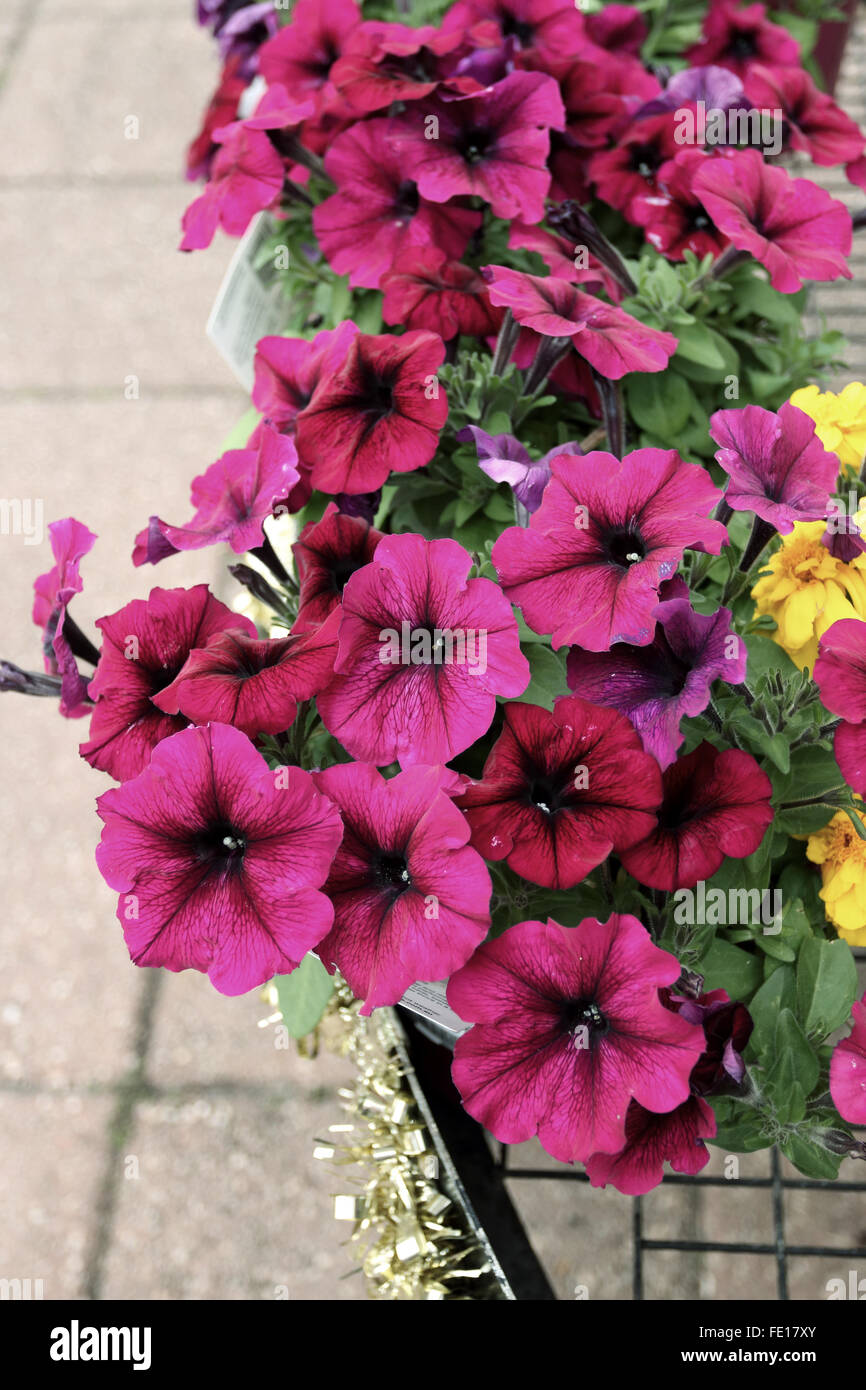 Petunia x hybrida ou connu sous le nom de Deep Purple ou de l'onde de choc propage le pétunia Banque D'Images