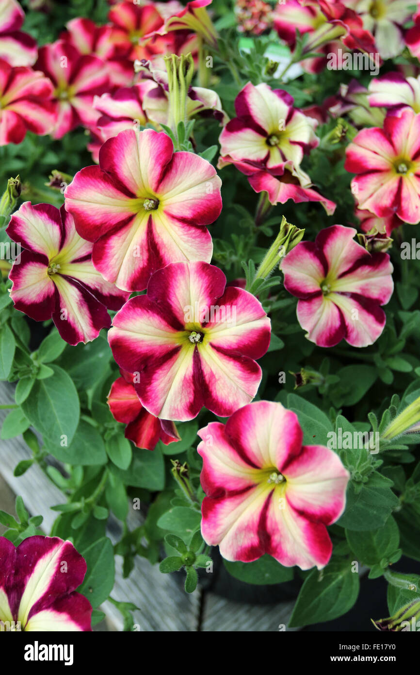 Petunia x hybrida ou connu comme le pétunia Cerise Cha-Ching Banque D'Images