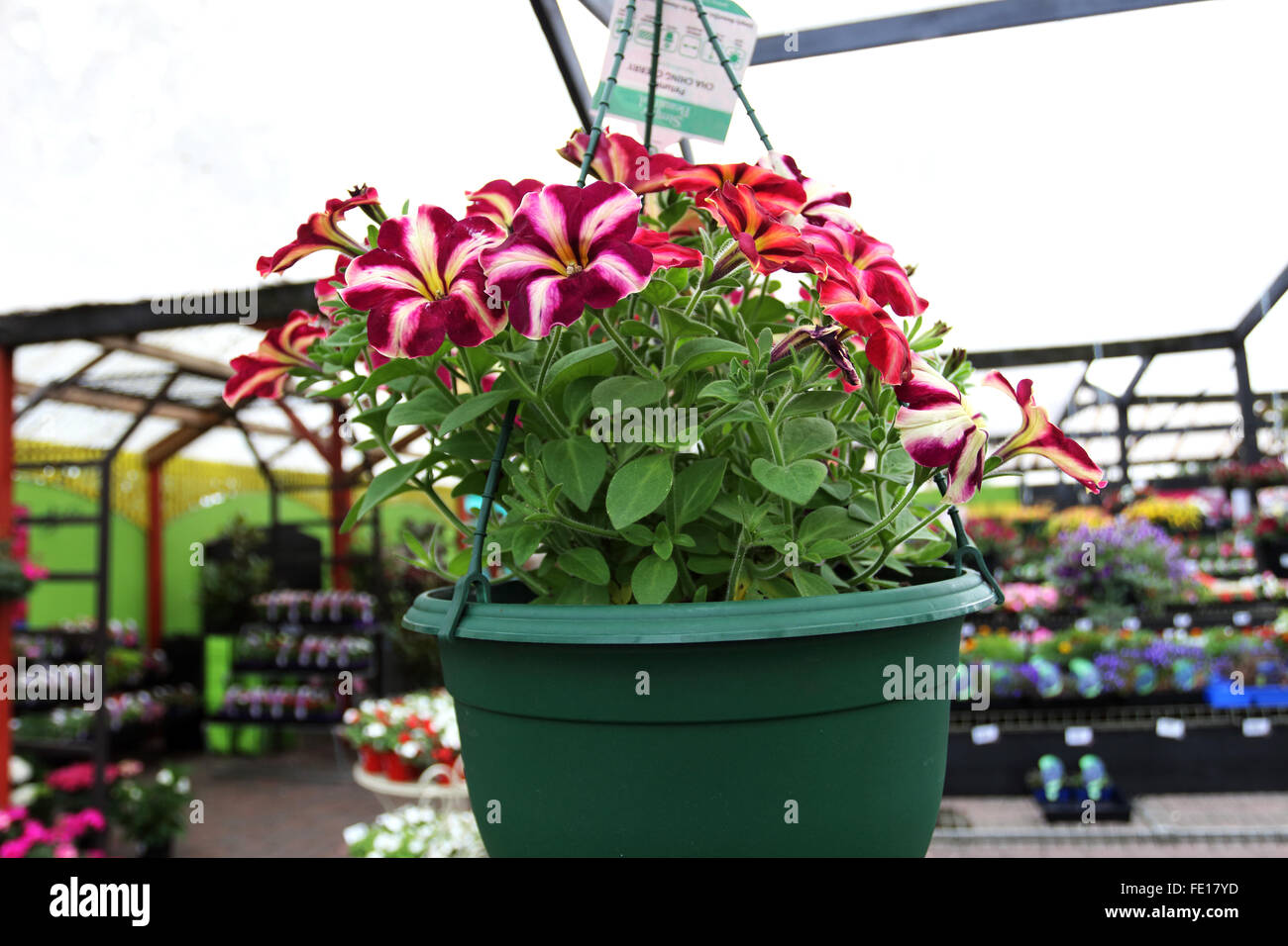 Petunia x hybrida ou connu comme le pétunia Cerise Cha-Ching Banque D'Images