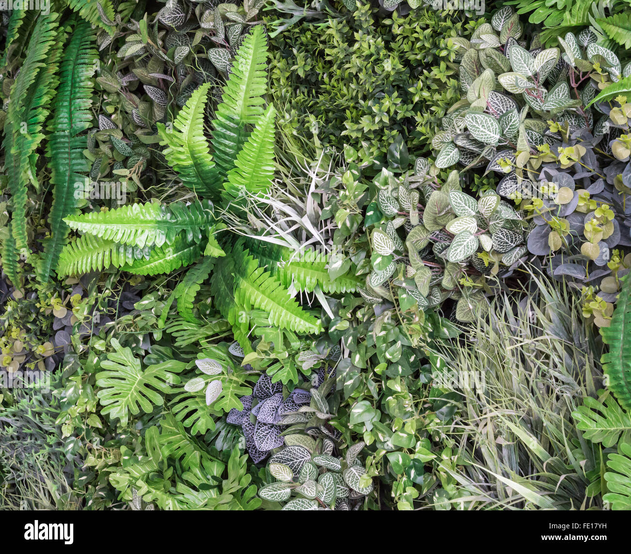 Plante artificielle du jardin vertical. Banque D'Images