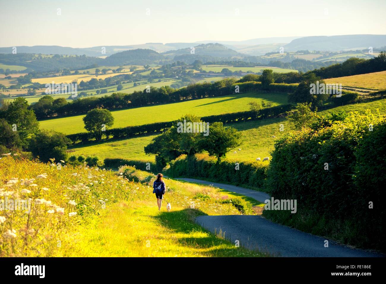Young woman walking down SW errer sur des routes rurales Waggoners flanc est de Ragleth Hill, Shropshire, Angleterre vers Little Stretton Banque D'Images