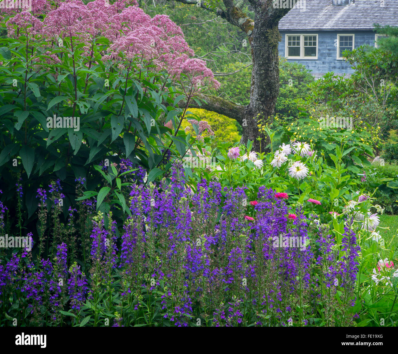 Northeast Harbor, Maine : Thuya Jardin Banque D'Images