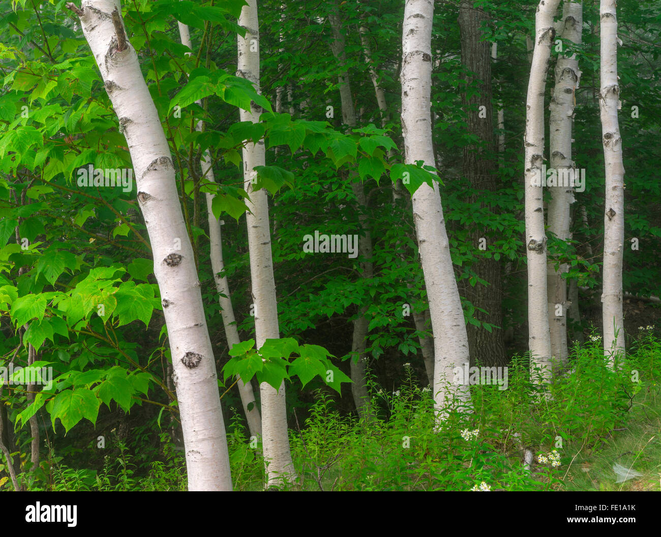 Le Parc Nationale d'Acadia, Maine : le bouleau blanc (Betula papyrifa) forêt d'érable et de détail, de l'été. Banque D'Images