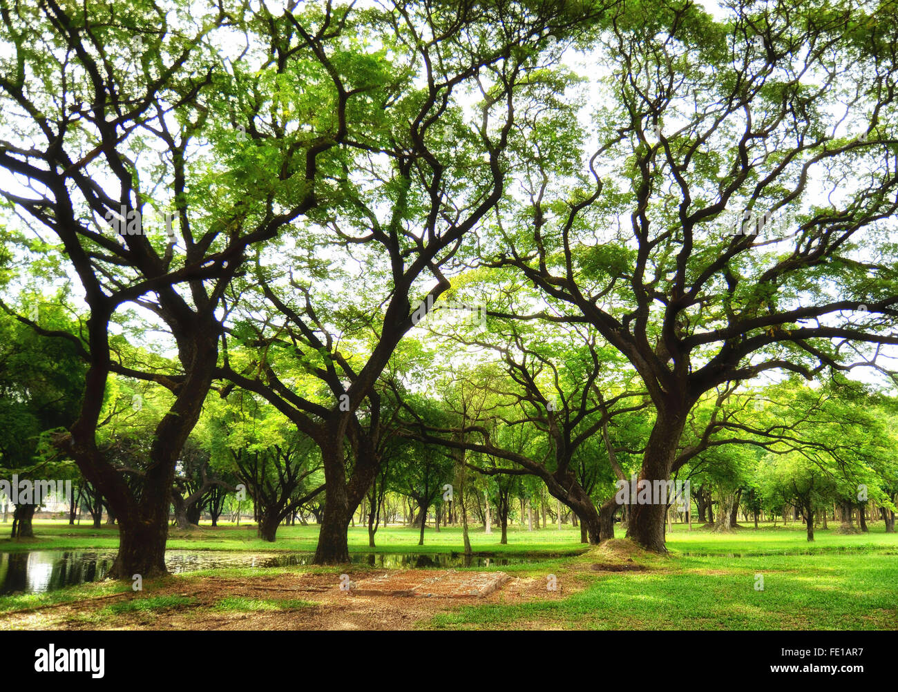 Arbres et herbe verte par un beau jour d'été Banque D'Images