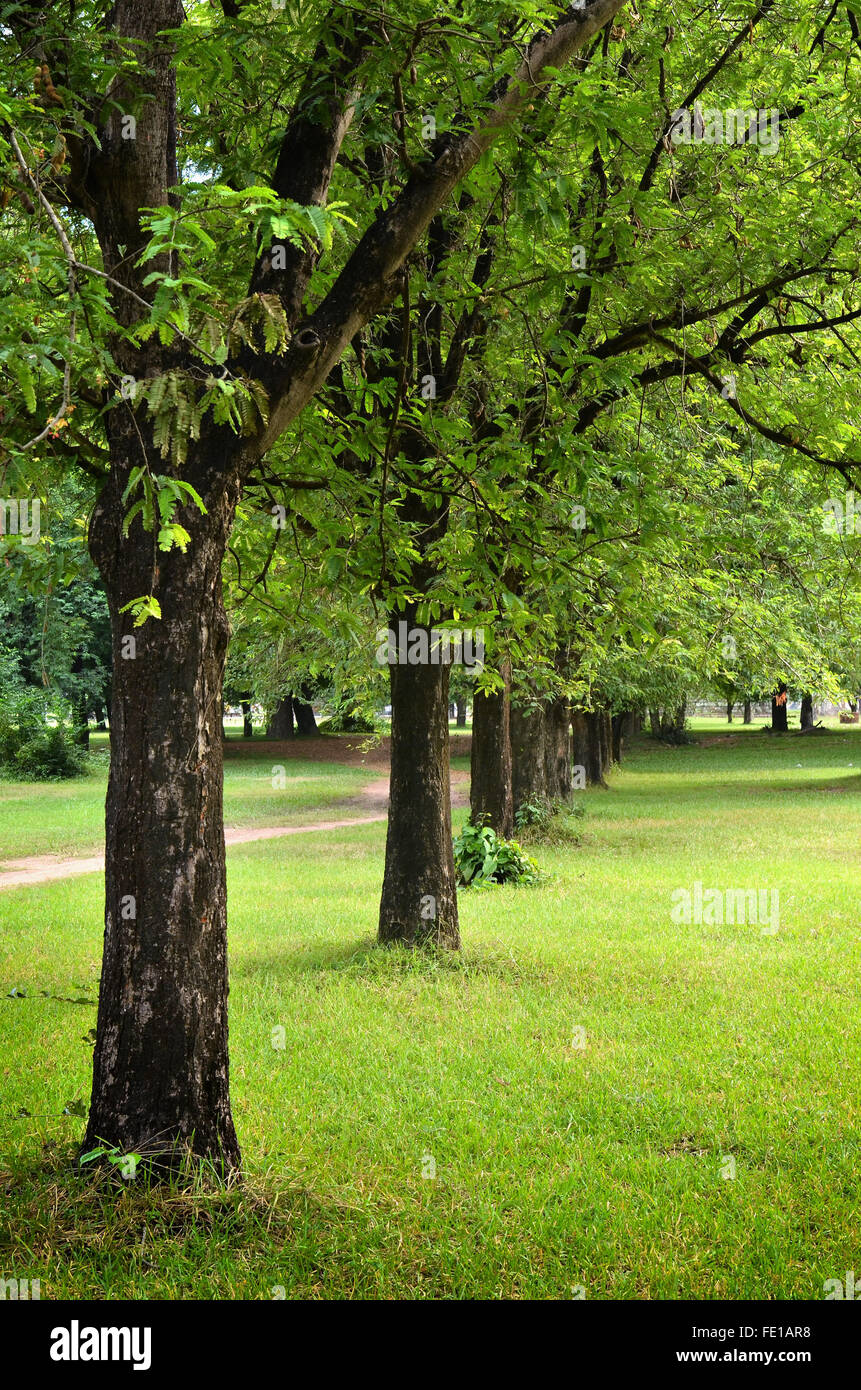 Arbres et herbe verte par un beau jour d'été Banque D'Images