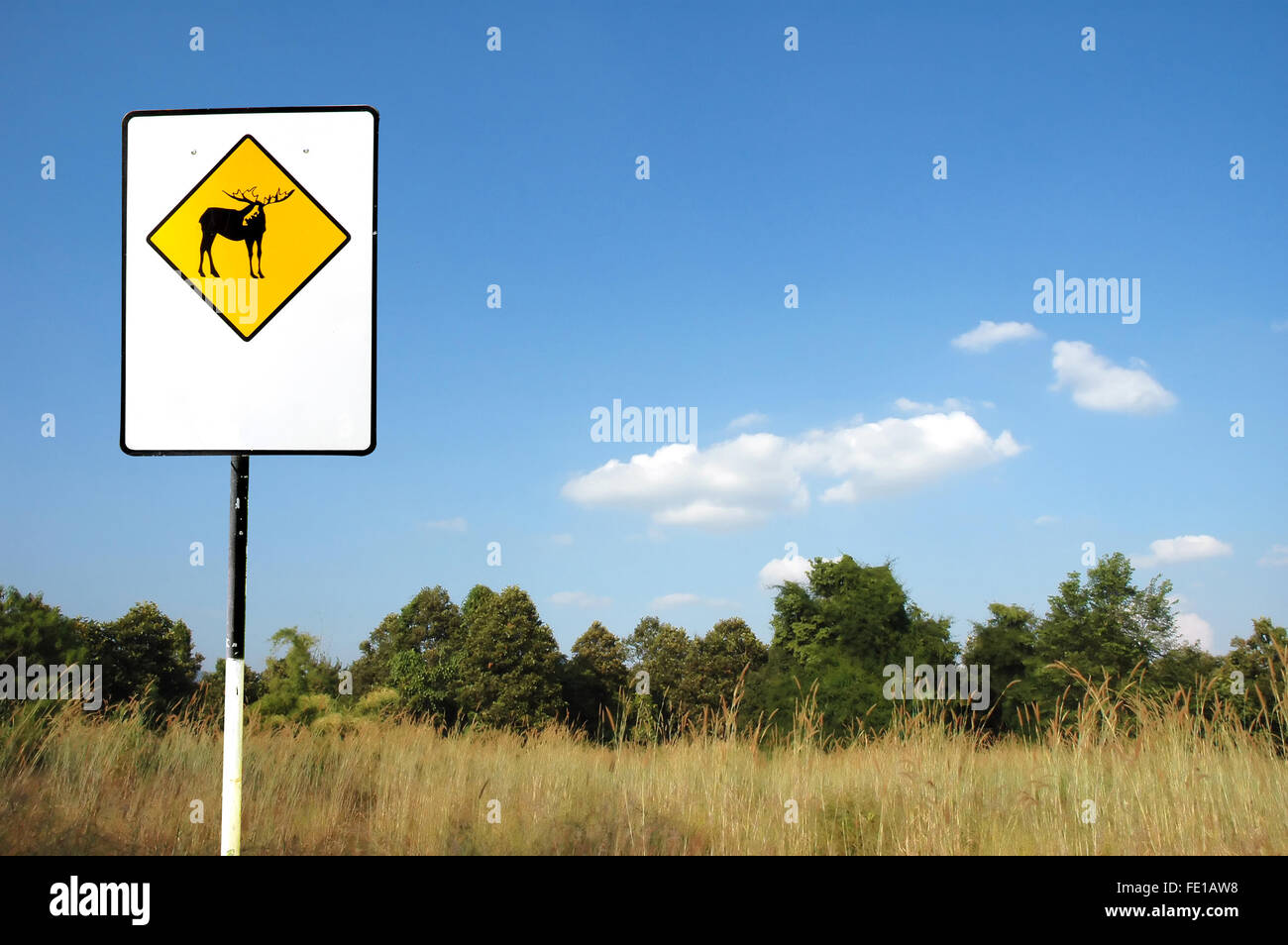 Deer, attention Banque D'Images