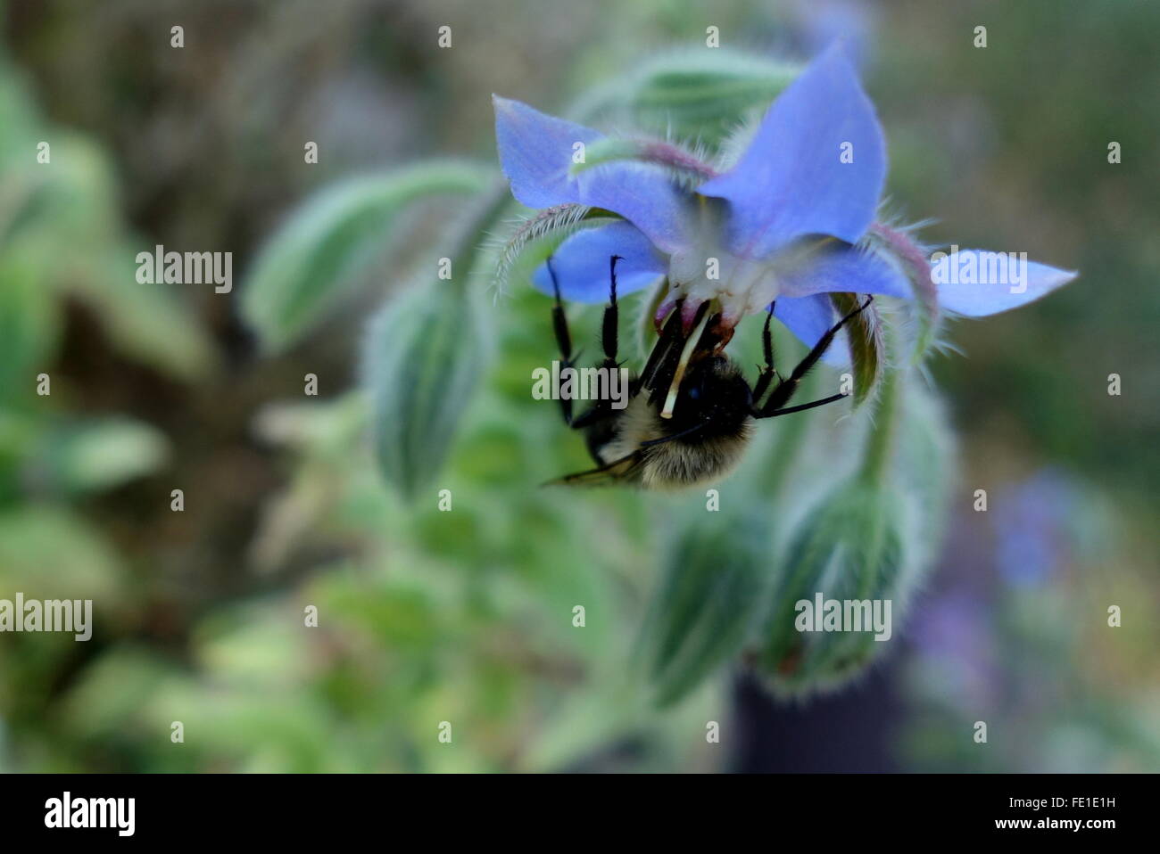 Fleurs de bourrache pollinisatrice des abeilles Banque D'Images
