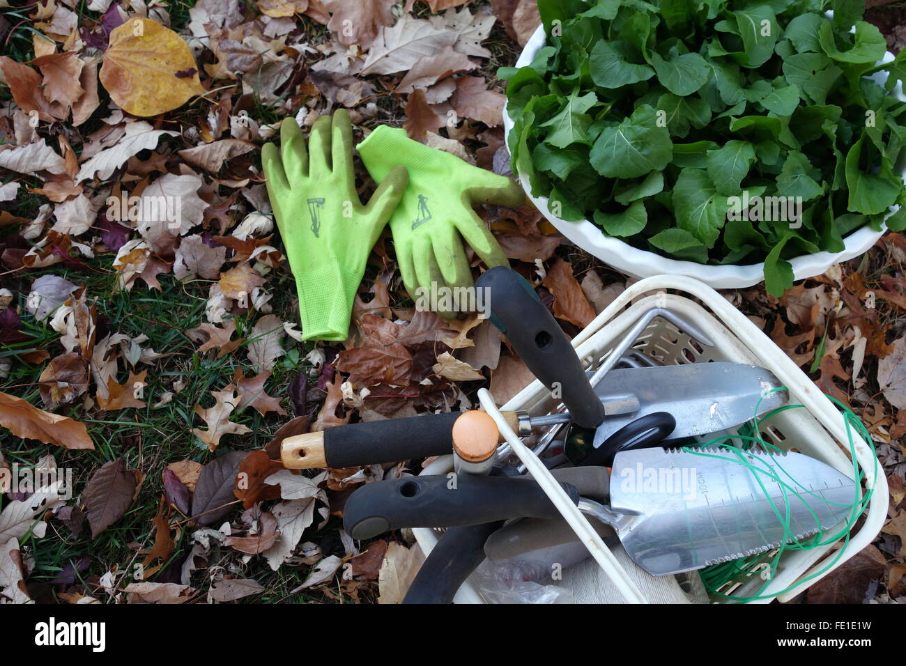 Outils de jardinage et d'un godet de Roquette bébé fraîchement cueillies Banque D'Images
