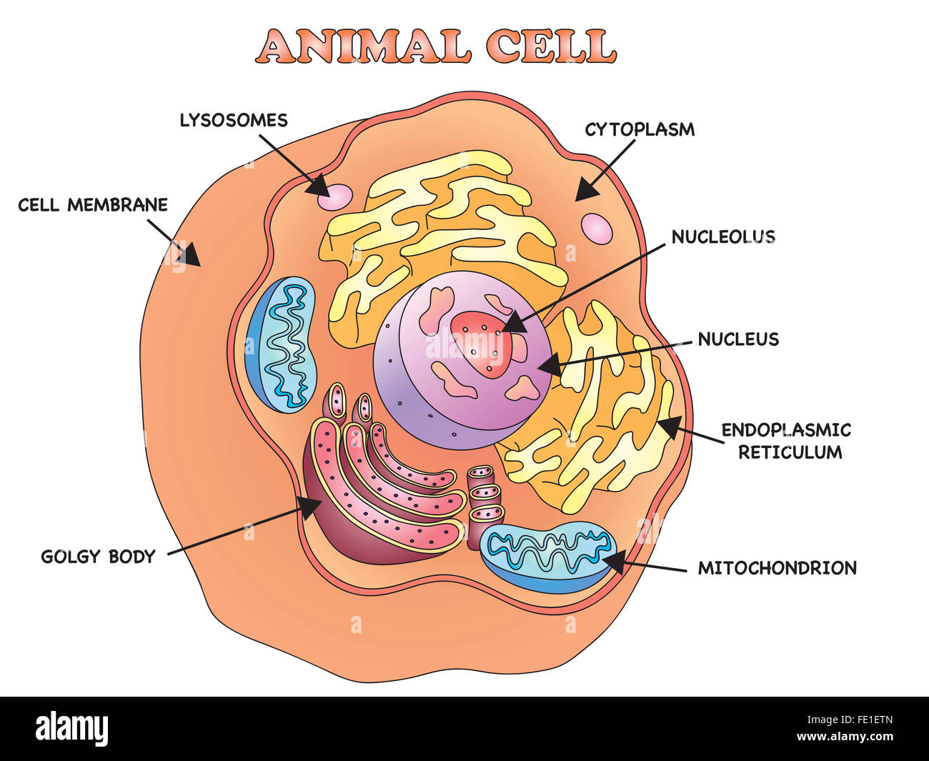 Illustration d'une cellule animale Banque D'Images