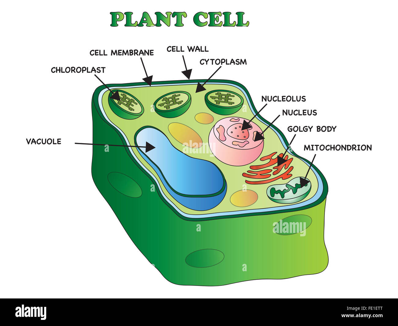 Illustration d une cellule v g tale photo stock alamy