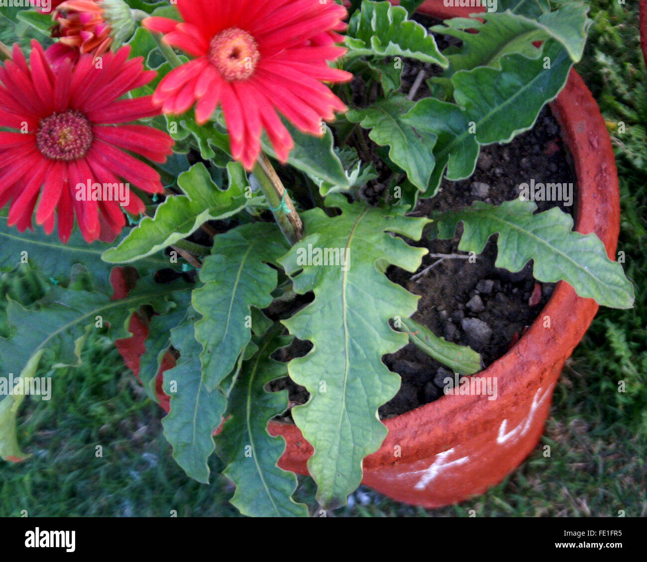 Gerbera jamesonii, Transvaal, daisy ornementales vivaces herbe avec rosette basale de feuilles lobées, émettre des capitules sur scape Banque D'Images