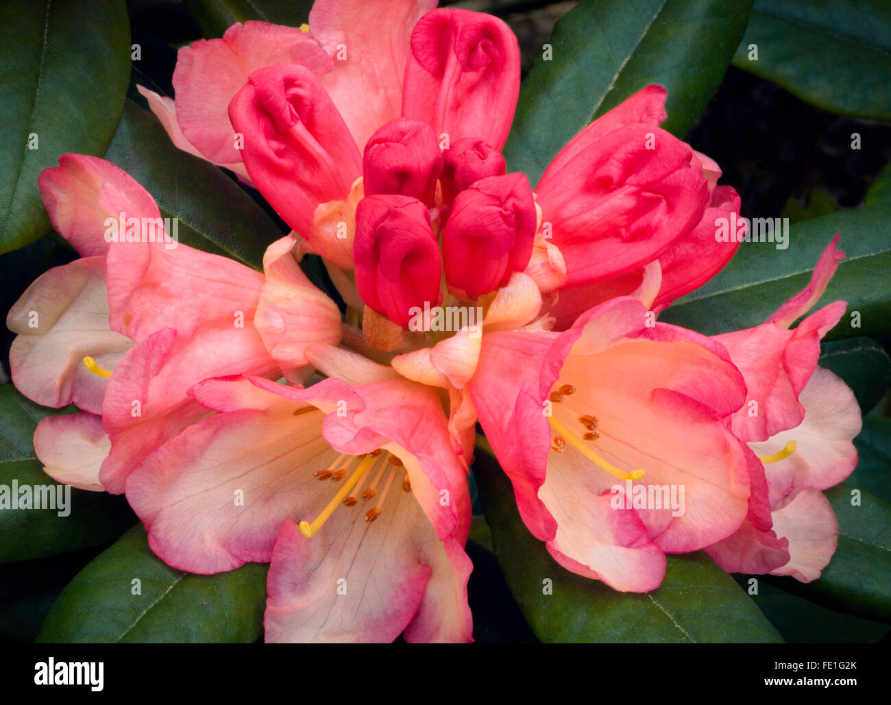 Vashon, WA Rhododendron 'Seaview Sunset' , blossom détail Banque D'Images Vashon, WA Rhododendron 'Seaview Sunset' , blossom détail Banque D'Images