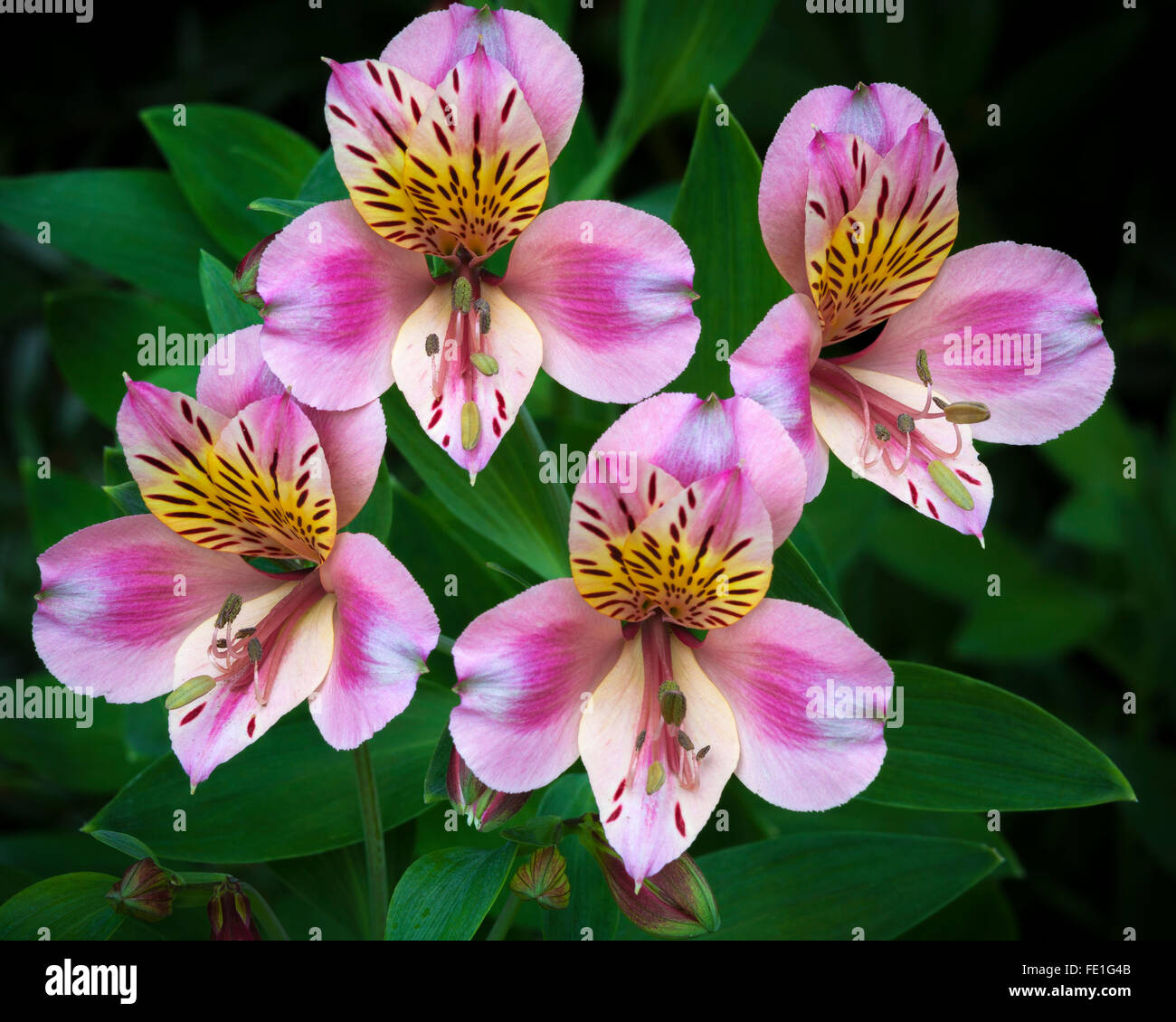 Vashon Island, WA grappe d'alstromeria cultivée dans un jardin d'été Banque D'Images Vashon Island, WA grappe d'alstromeria cultivée dans un jardin d'été Banque D'Images