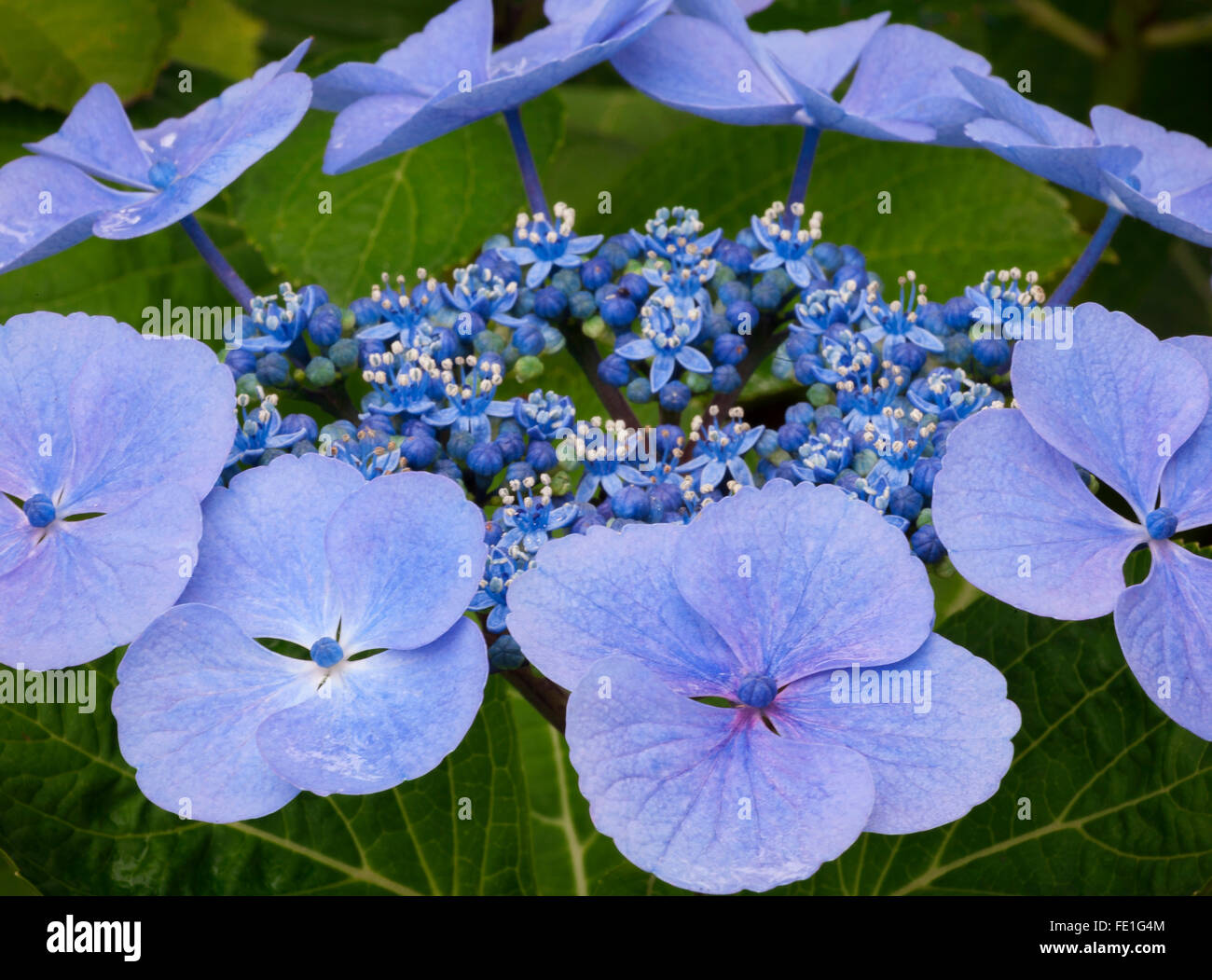 WA Vashon Island, détail d'un Hydrangea serrata, Blue Bird blossom Banque D'Images WA Vashon Island, détail d'un Hydrangea serrata, Blue Bird blossom Banque D'Images