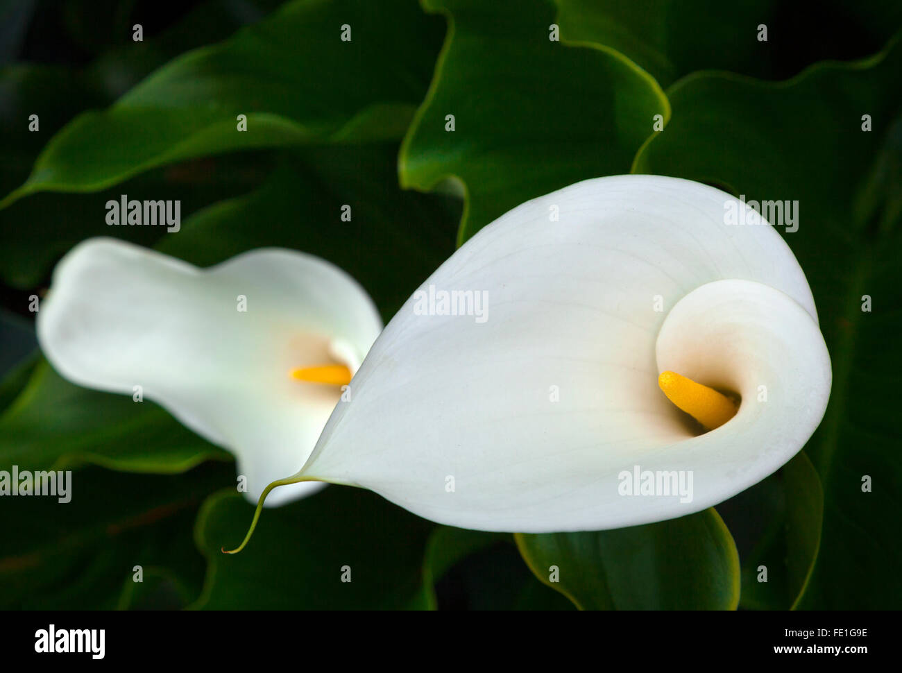 Close-up of (Zantedeschia aethiopica zantedeschia) Banque D'Images Close-up of (Zantedeschia aethiopica zantedeschia) Banque D'Images
