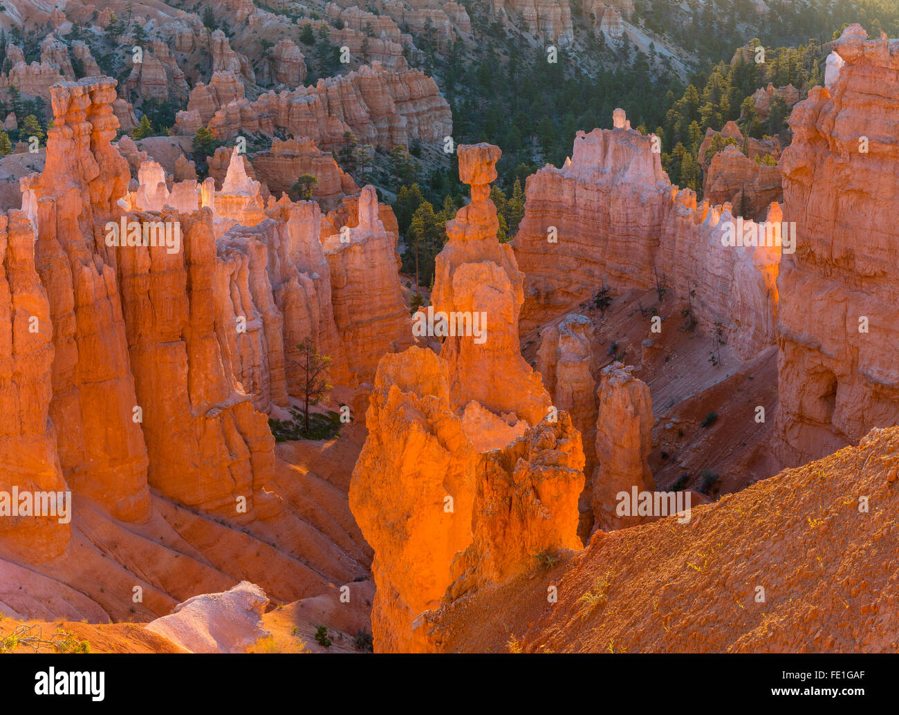 Le Parc National de Bryce Canyon, UT : soleil du matin dans l'Amphithéâtre de Bryce le marteau de Thor rétroéclairage hoodoo et pinacles de grès Banque D'Images