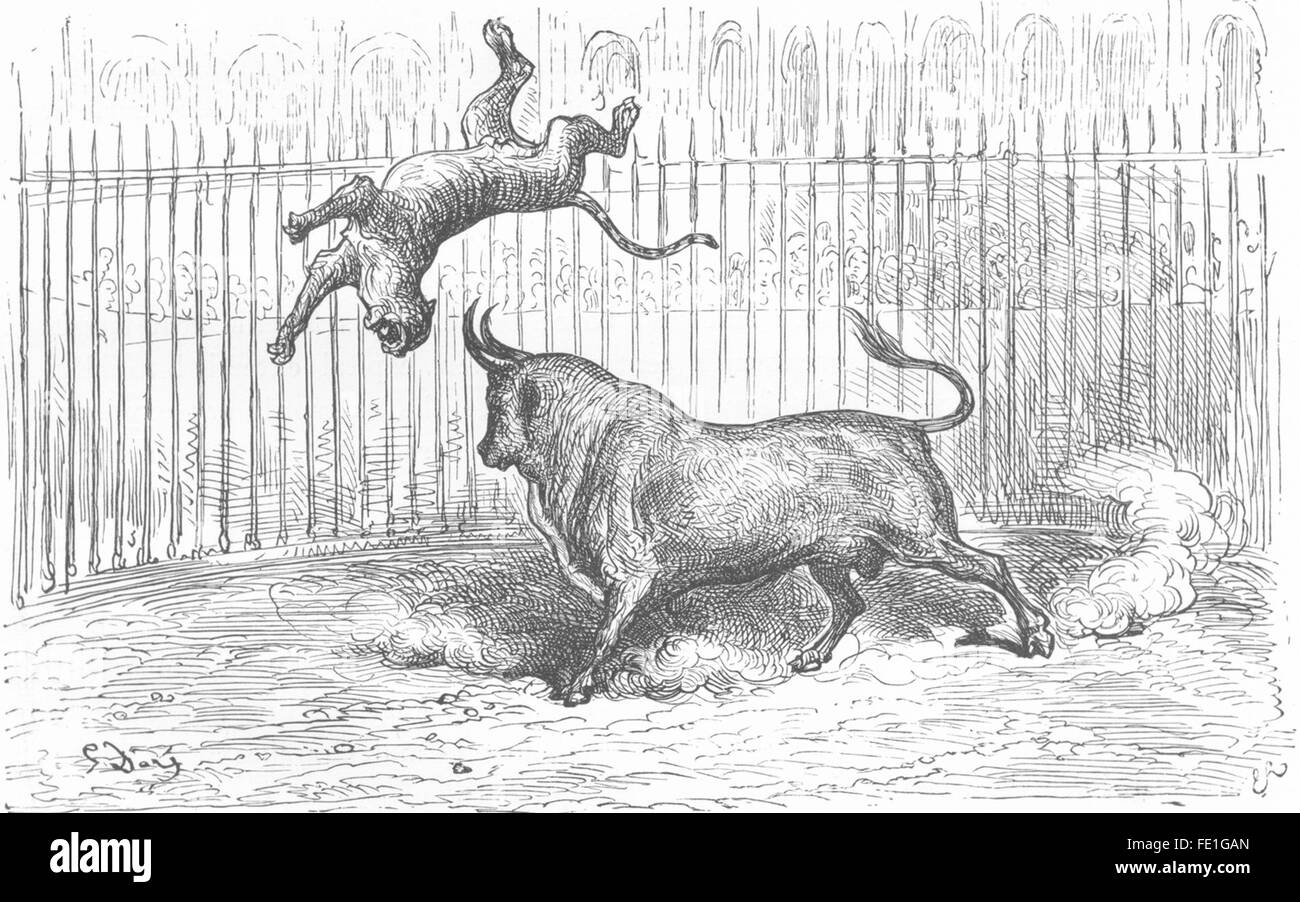 Espagne : Combat entre un taureau et un tigre, antique print 1881 Banque D'Images