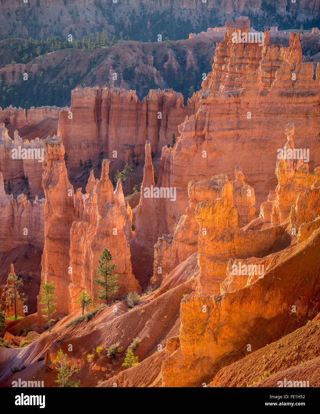 Le Parc National de Bryce Canyon, UT : soleil du matin dans l'Amphithéâtre de Bryce cheminées de grès et le rétroéclairage pinnacles Banque D'Images