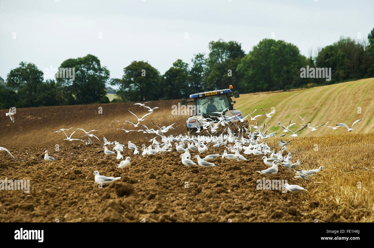 Champ de labour labour tracteur avec les mouettes à la suite Banque D'Images