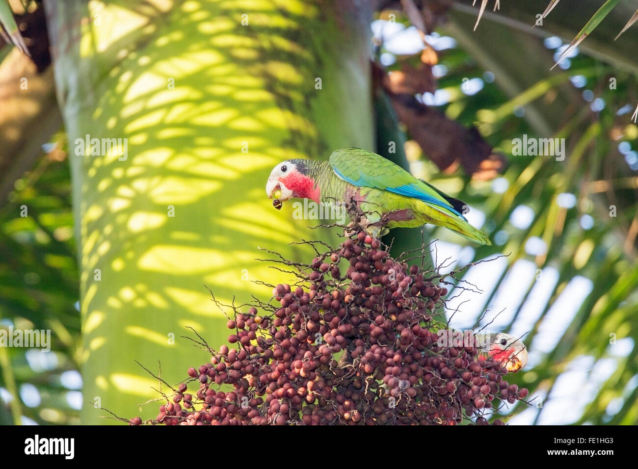Parrot cubain ou cubaine amazon (Amazona leucocephala) Couple d'oiseaux se nourrissant de fruits de palmiers dans l'arbre à Cuba Banque D'Images