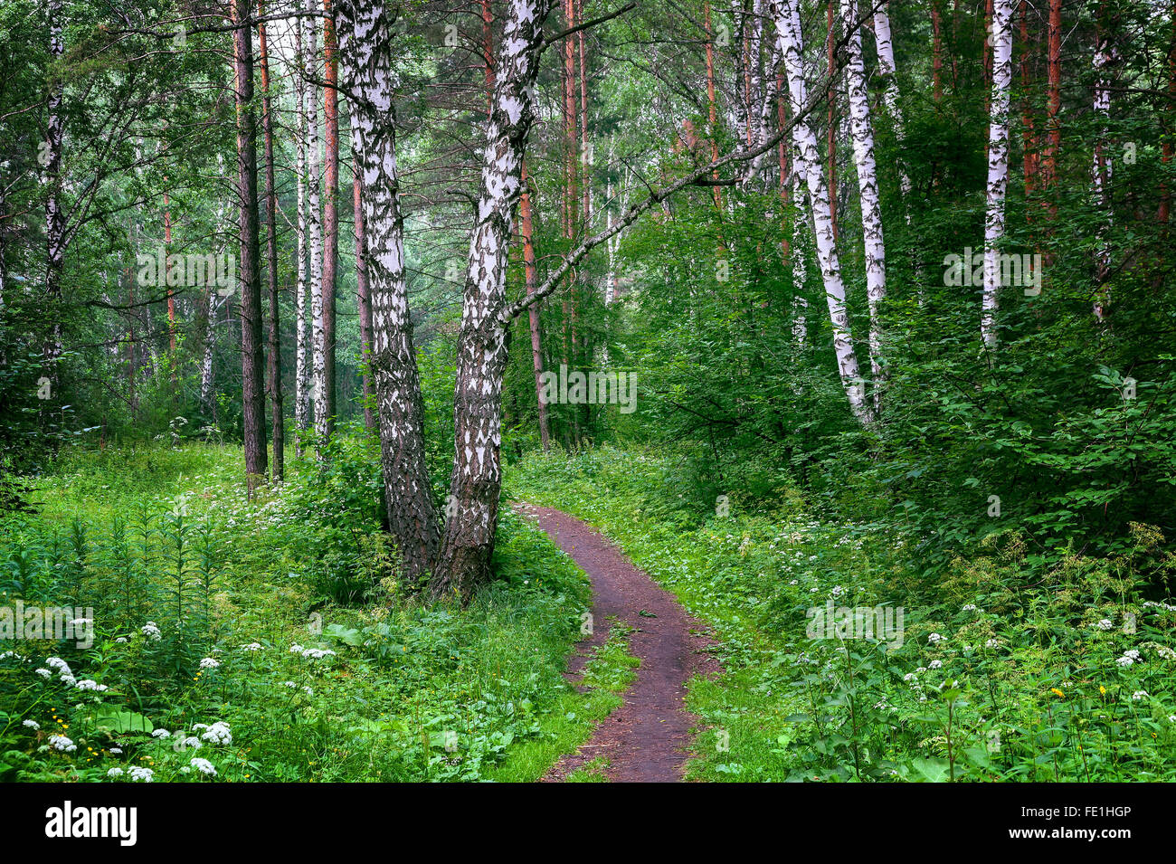 Belle forêt de Sibérie Banque D'Images