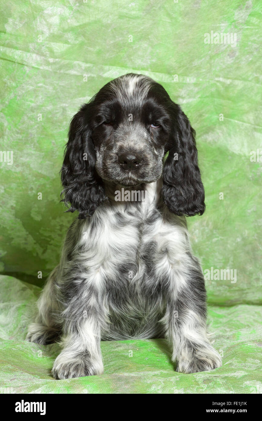 Bleu (noir et blanc) Cocker Anglais chiot sur fond vert Photo Stock - Alamy