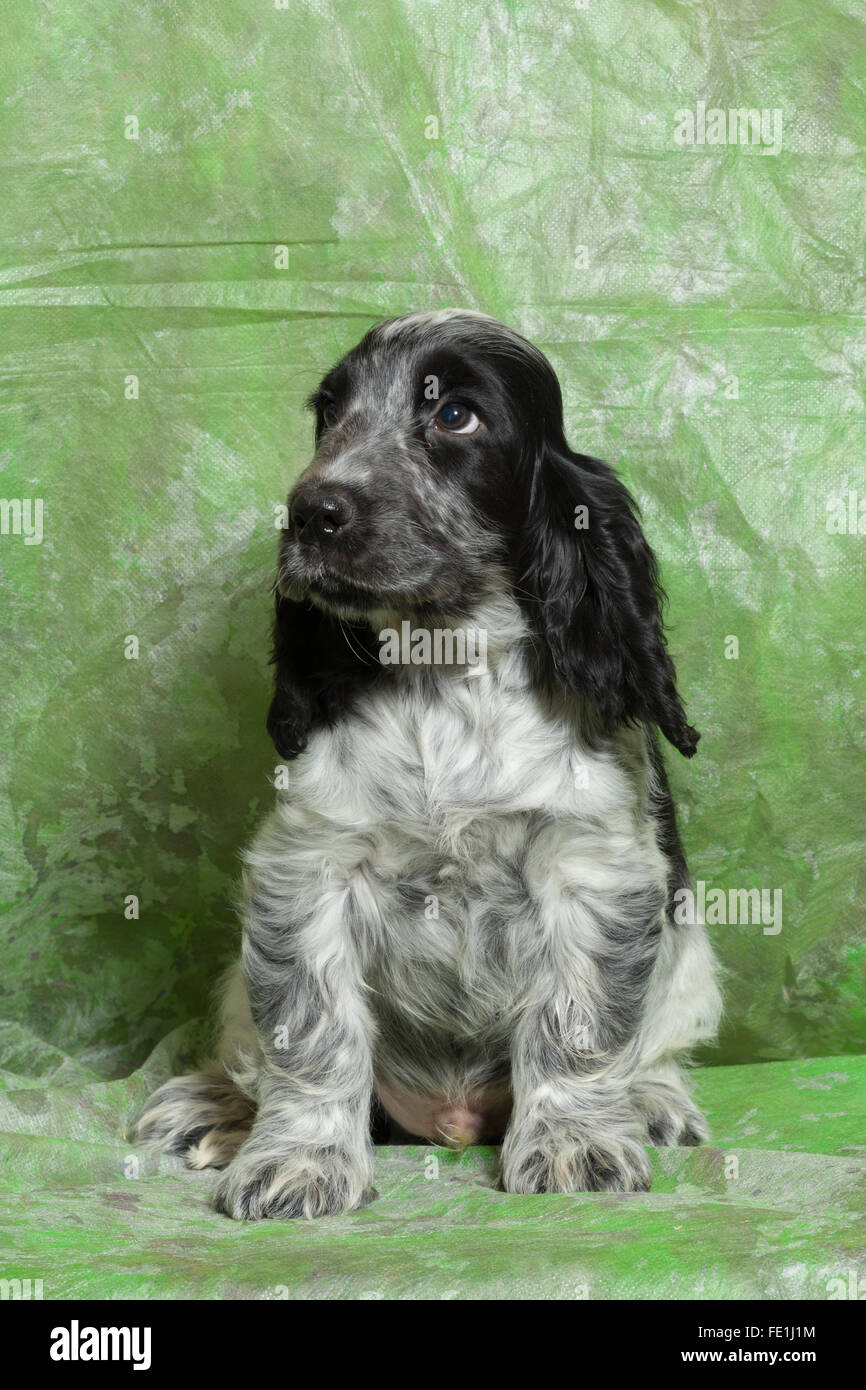 Bleu (noir et blanc) Cocker Anglais chiot sur fond vert Photo Stock - Alamy