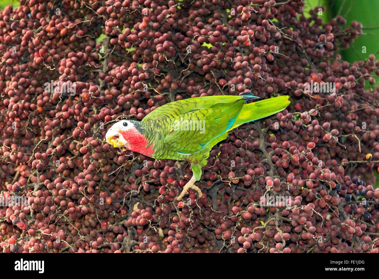 Parrot cubain ou cubaine amazon (Amazona leucocephala) Couple d'oiseaux se nourrissant de fruits de palmiers dans l'arbre à Cuba Banque D'Images