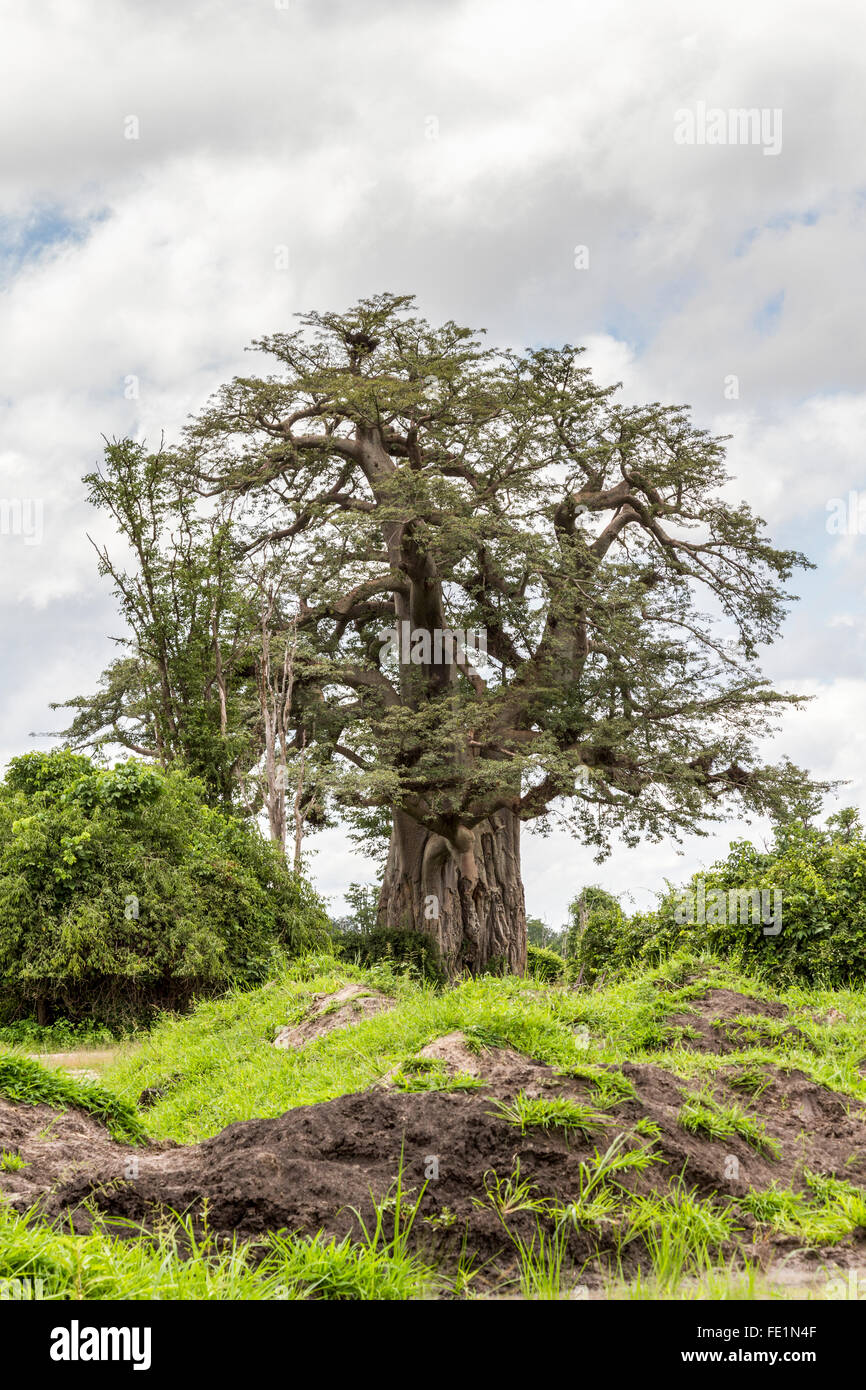 Baobab africain, le parc national de South Luangwa, en Zambie, l'Afrique Banque D'Images