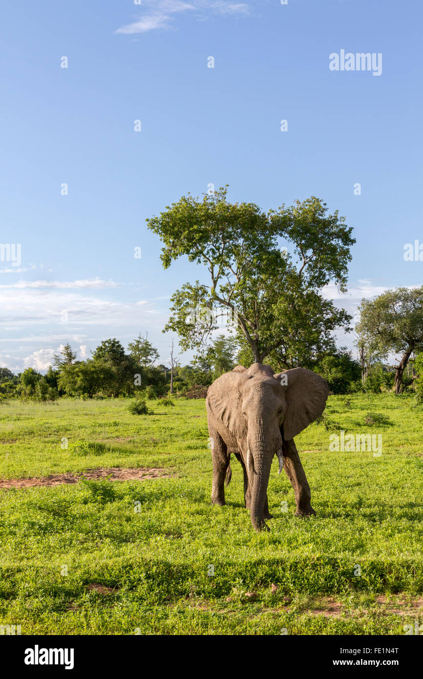 L'éléphant, le parc national de South Luangwa, en Zambie, l'Afrique Banque D'Images L'éléphant, le parc national de South Luangwa, en Zambie, l'Afrique Banque D'Images