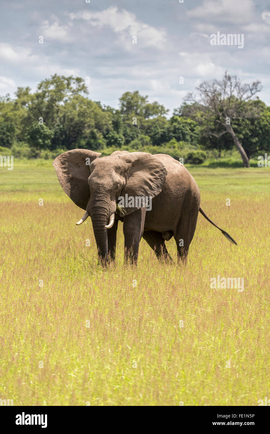 L'éléphant, le parc national de South Luangwa, en Zambie, l'Afrique Banque D'Images L'éléphant, le parc national de South Luangwa, en Zambie, l'Afrique Banque D'Images