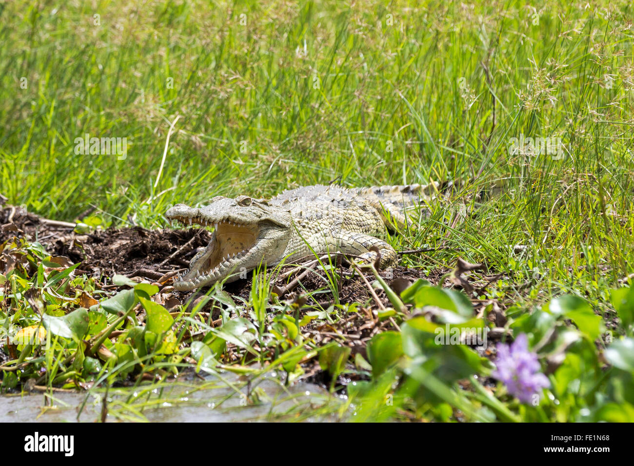 Crocodile, Parc National de Liwonde, Malawi, Afrique Banque D'Images