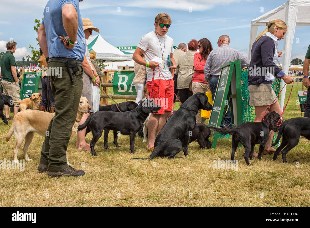 Les chiens en attente d'une débandade lors d'une foire à Harewood House, dans le Yorkshire, UK Banque D'Images