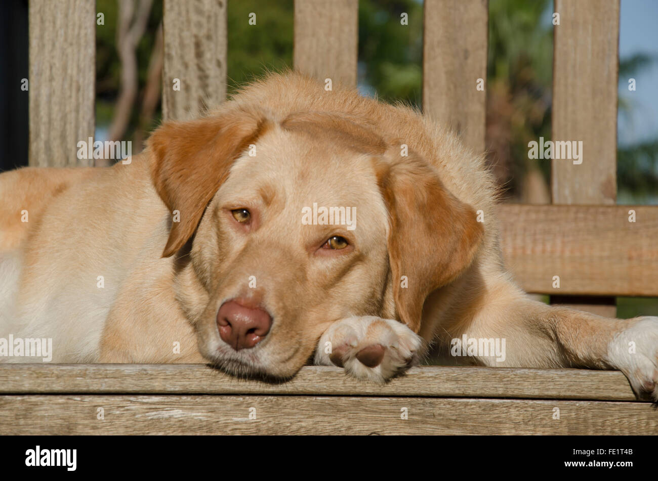 Un chien croisée Labrador aux cheveux d'or couché sur un pont de bois Banque D'Images