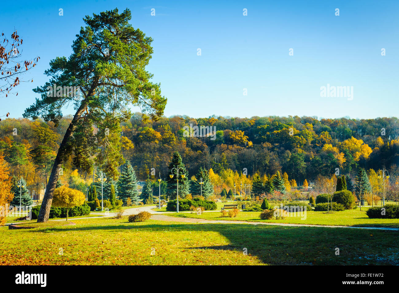 L'automne, belle, de la beauté, de la direction générale, lumineux, Bush, l'aube, de l'environnement, domaine, feuillage, forêt, d'or, d'or, herbe, vert, cadre idyllique, Banque D'Images