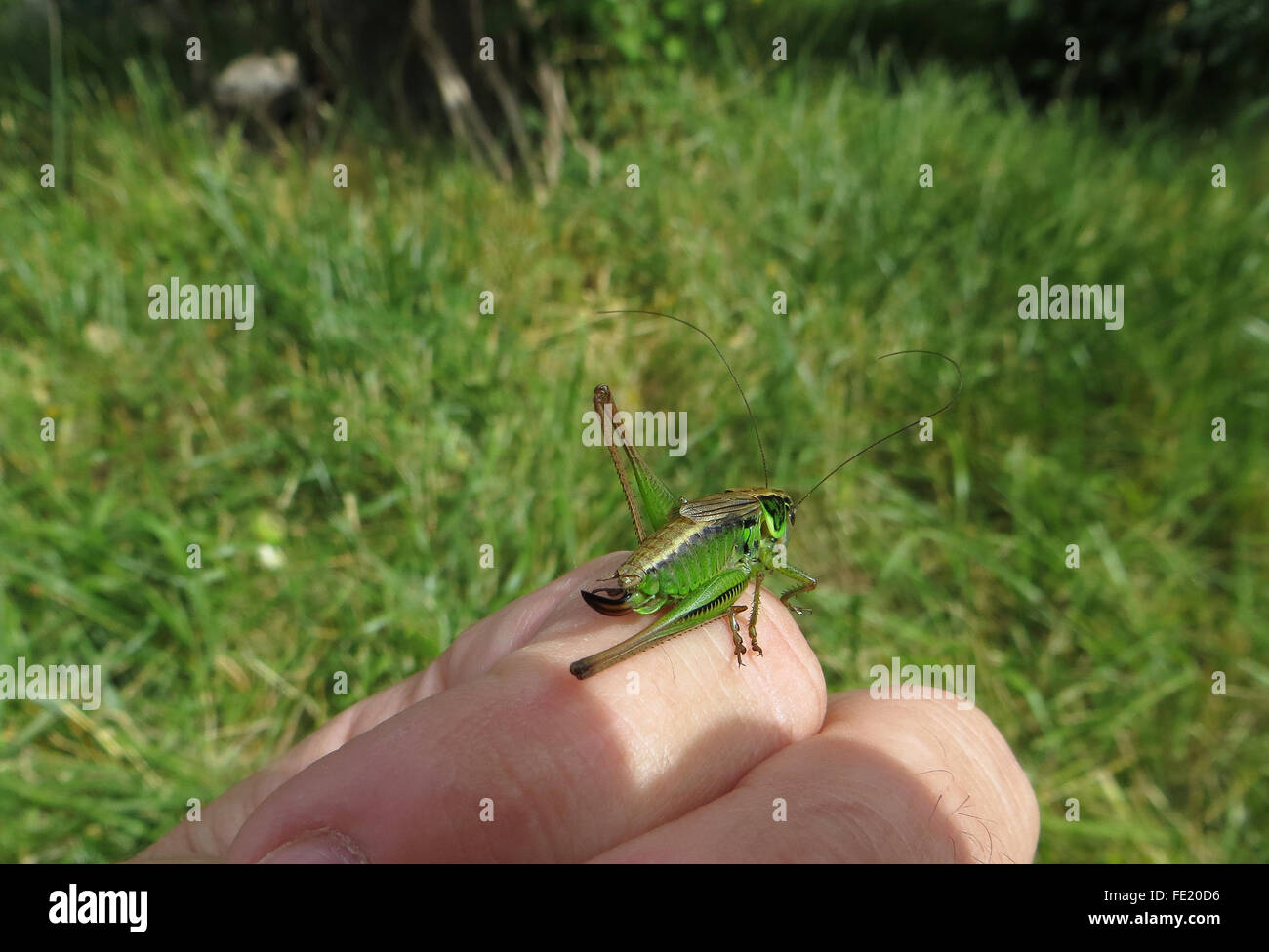 Formulaire vert de Roesel's bush-cricket (Metrioptera roeselii), femme, sur la main du photographe, avec de l'herbe à l'arrière-plan Banque D'Images