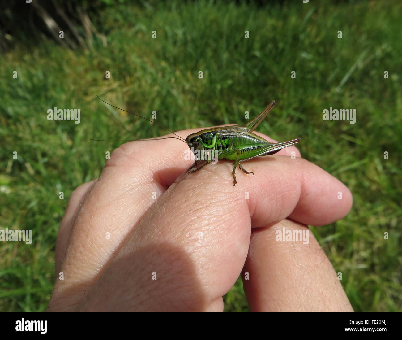 Formulaire vert de Roesel's bush-cricket (Metrioptera roeselii), femme, sur la main du photographe, avec de l'herbe à l'arrière-plan Banque D'Images