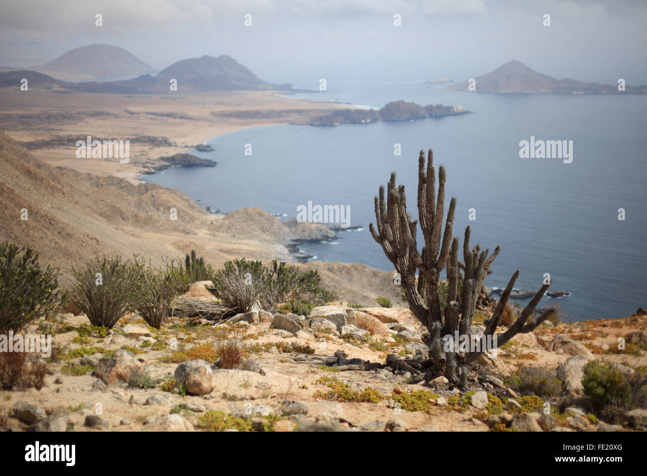 Le Parc National Pan de Azúcar, région d'Atacama, Chili Banque D'Images