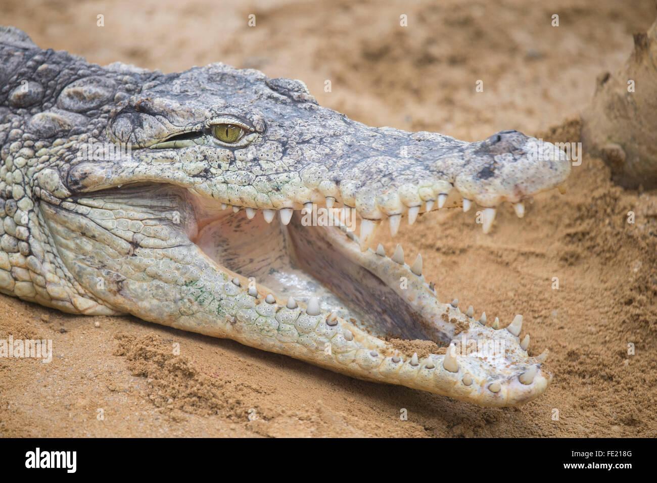 Portrait d'un dangereux Crocodile du Nil Banque D'Images