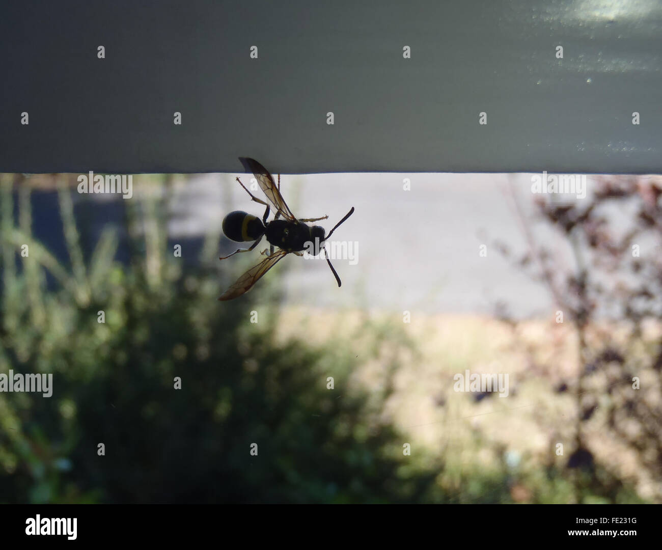 Potter (wasp Ancistrocerus trifasciatus) à l'intérieur de la fenêtre avec jardin floue en arrière-plan Banque D'Images