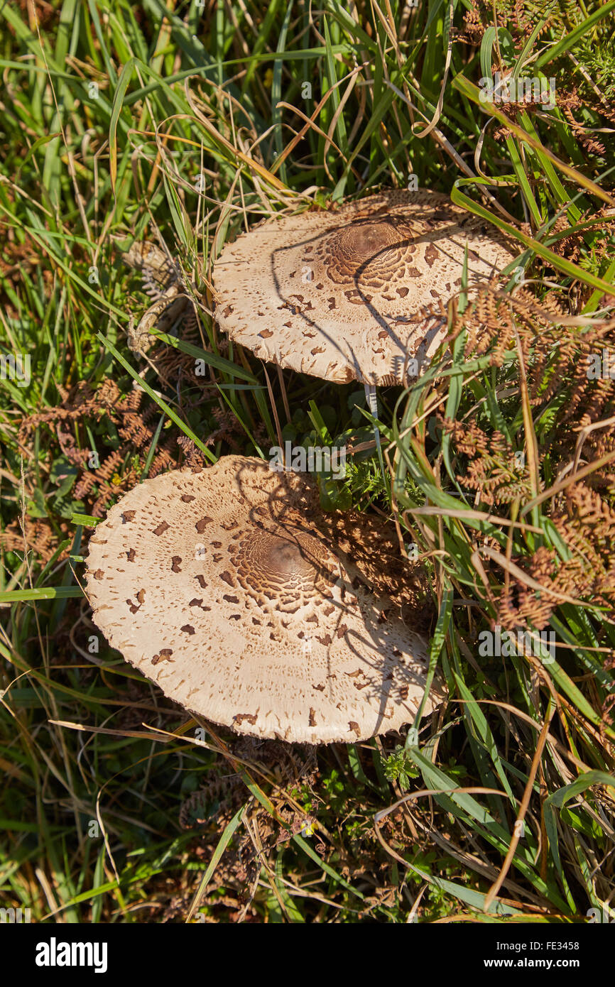 Les champignons poussent le long de parasol sentier côtier du Pembrokeshire dans l'ouest du pays de Galles, Royaume-Uni Banque D'Images