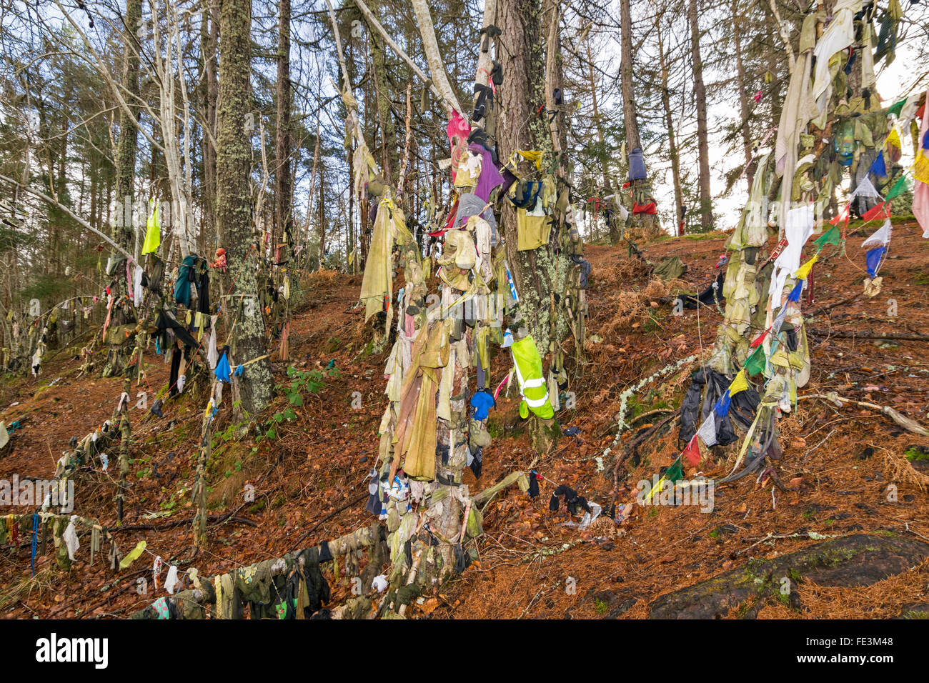 Bien CLOOTIE MUNLOCHY BLACK ISLE ECOSSE BRANCHES DANS LES BOIS DÉCORÉ DE TOUS TYPES DE VÊTEMENTS Banque D'Images