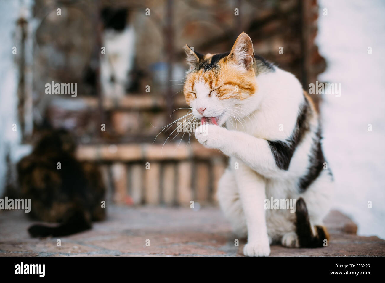 Cute Batard Des Profils Chat Blanc Avec Des Taches Noires Et Rouges Se Lave Le Visage Museau Lui Meme A L Exterieur Animal De Compagnie Arriere Plan Flou Photo Stock Alamy