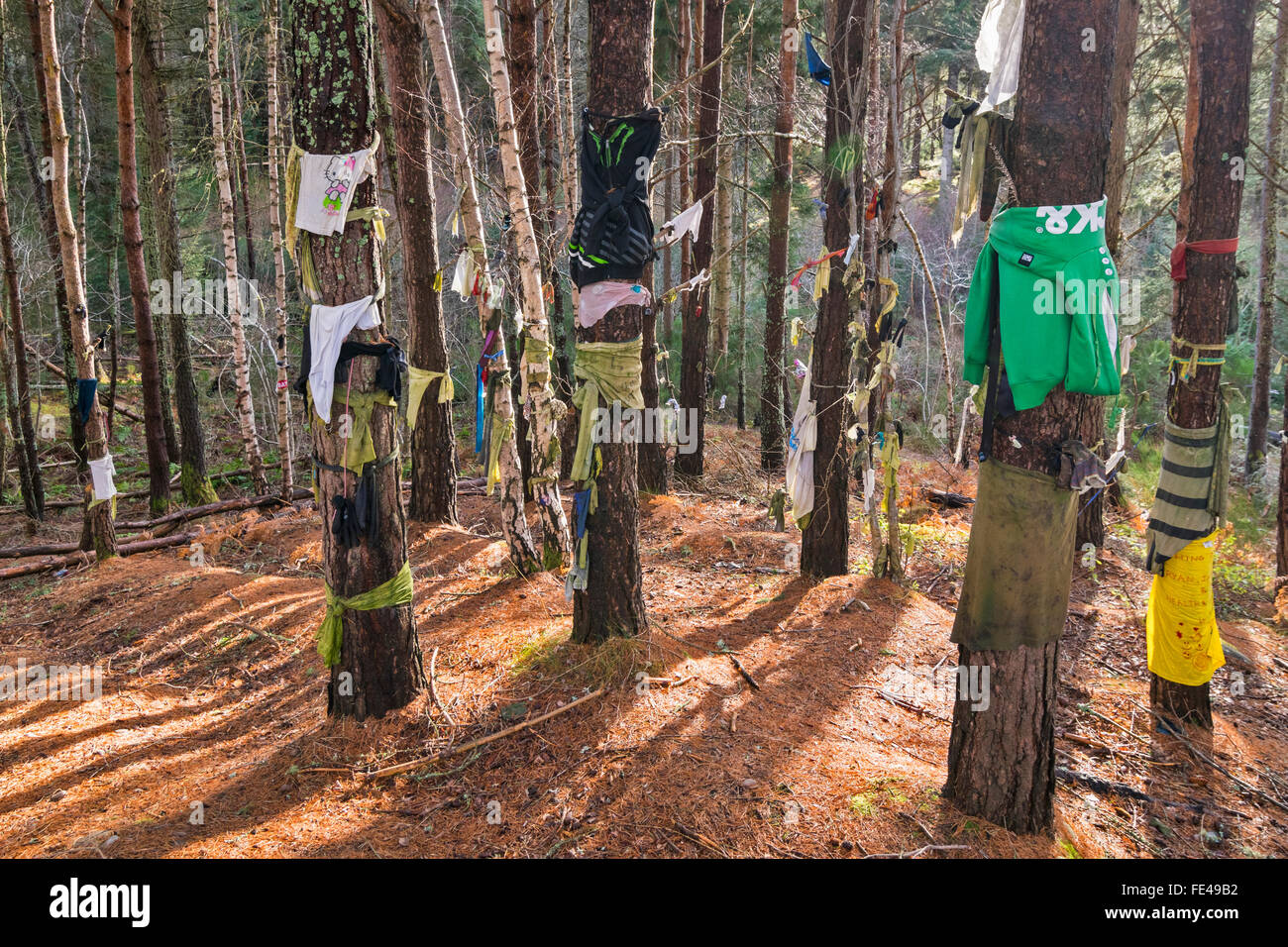 Bien CLOOTIE MUNLOCHY ECOSSE BLACK ISLE ET VÊTEMENTS VÊTEMENTS SUR PINS AVEC SUNSHINE FILTERING entre le tronc des arbres Banque D'Images