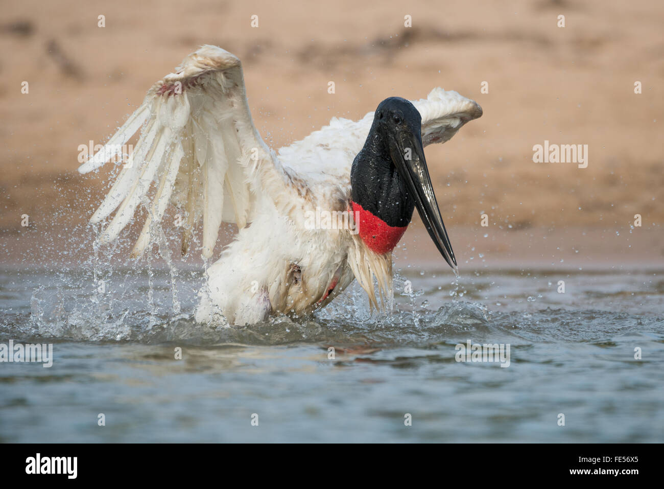 Jabiru d'une baignade en rivière Banque D'Images