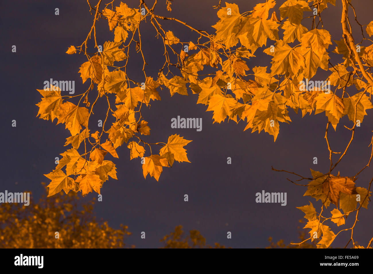 Platane, Platanus x acerifolia, aka Sycamore, arbres éclairés par des lumières de rue dans la région de Green Lake Park, Seattle, Washington State, USA Banque D'Images