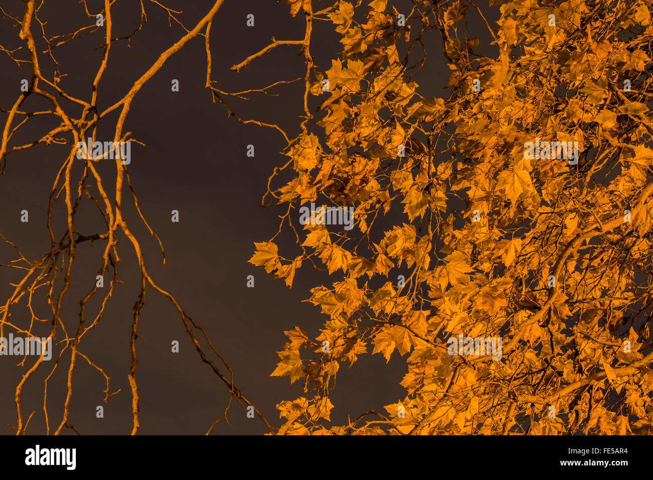 Platane, Platanus x acerifolia, aka Sycamore, arbres éclairés par des lumières de rue dans la région de Green Lake Park, Seattle, Washington State, USA Banque D'Images