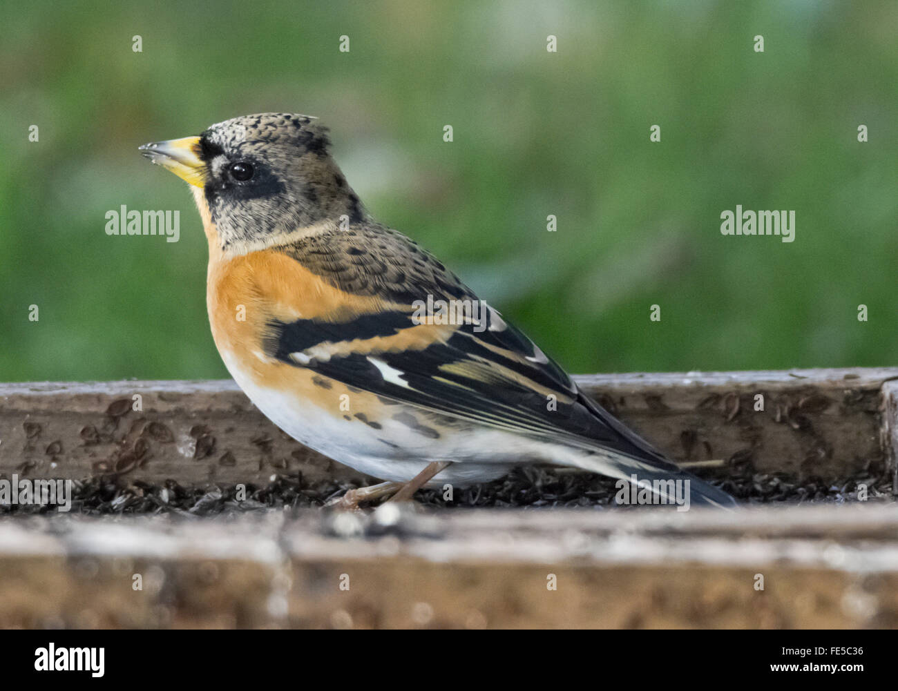 Pinson dans jardin à Mainsriddle, près de RSPB Mersehead, Dumfries et Galloway, Écosse, Royaume-Uni Banque D'Images